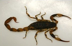 Tityus costatus, também conhecido como Escorpião-manchado